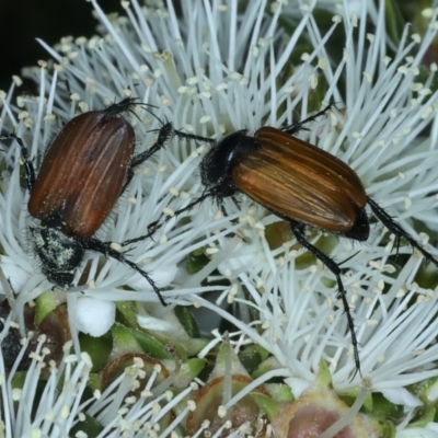 Phyllotocus rufipennis (Nectar scarab) at Urila, NSW - 12 Dec 2021 by jb2602