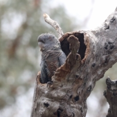 Callocephalon fimbriatum (Gang-gang Cockatoo) at Bruce Ridge to Gossan Hill - 14 Dec 2021 by AlisonMilton