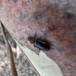 Demetrida sp. (genus) at Murrumbateman, NSW - 14 Dec 2021