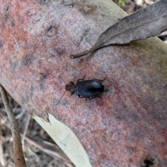 Demetrida sp. (genus) at Murrumbateman, NSW - 14 Dec 2021