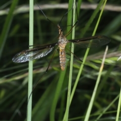 Leptotarsus (Macromastix) costalis (Common Brown Crane Fly) at Urila, NSW - 12 Dec 2021 by jb2602