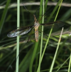 Leptotarsus (Macromastix) costalis (Common Brown Crane Fly) at Urila, NSW - 12 Dec 2021 by jbromilow50