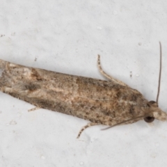 Crocidosema plebejana (Cotton Tipworm Moth) at Melba, ACT - 17 Oct 2021 by kasiaaus