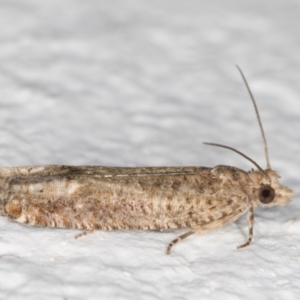 Crocidosema plebejana at Melba, ACT - 17 Oct 2021 11:05 PM