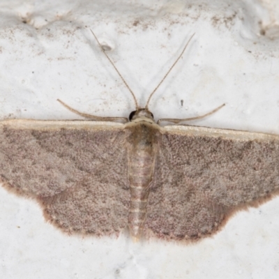 Idaea costaria (White-edged Wave) at Melba, ACT - 18 Oct 2021 by kasiaaus