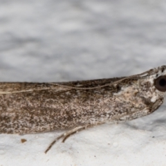 Phycitinae (subfamily) (A snout moth) at Melba, ACT - 18 Oct 2021 by kasiaaus