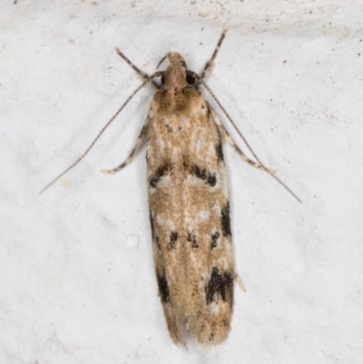 Barea dryocoetes (A Concealer moth (Barea Group)) at Melba, ACT - 18 Oct 2021 by kasiaaus