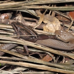 Pseudonaja textilis (Eastern Brown Snake) at ANBG - 12 Dec 2021 by TimL