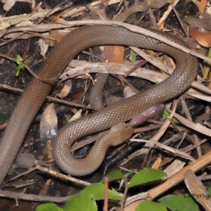 Pseudonaja textilis at Acton, ACT - 12 Dec 2021