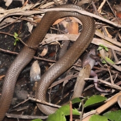 Pseudonaja textilis (Eastern Brown Snake) at ANBG - 12 Dec 2021 by TimL