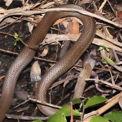Pseudonaja textilis (Eastern Brown Snake) at Acton, ACT - 12 Dec 2021 by TimL