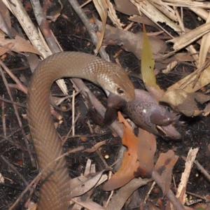 Pseudonaja textilis at Acton, ACT - 12 Dec 2021