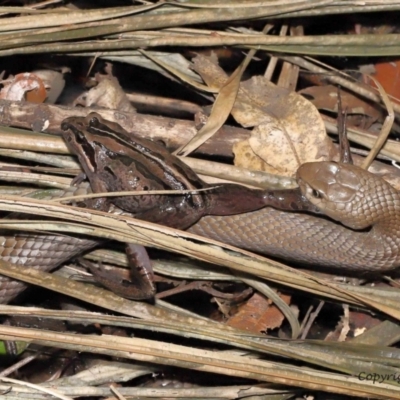 Limnodynastes peronii (Brown-striped Frog) at Acton, ACT - 12 Dec 2021 by TimL