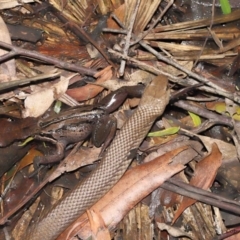 Limnodynastes peronii at Acton, ACT - 12 Dec 2021