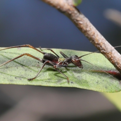 Tettigoniidae (family) (Unidentified katydid) at Acton, ACT - 12 Dec 2021 by TimL