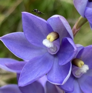 Thelymitra sp. (nuda complex) at Cotter River, ACT - 14 Dec 2021