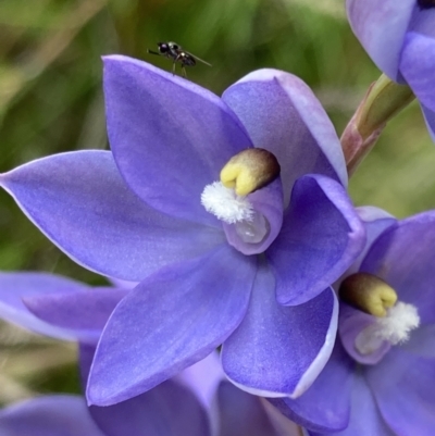 Thelymitra sp. (nuda complex) (Sun Orchid) at Cotter River, ACT - 13 Dec 2021 by AnneG1