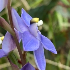 Thelymitra sp. (nuda complex) at Cotter River, ACT - 14 Dec 2021