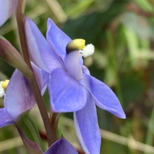 Thelymitra sp. (nuda complex) at Cotter River, ACT - suppressed