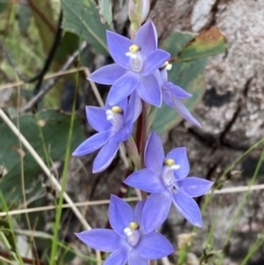 Thelymitra sp. (nuda complex) at Cotter River, ACT - suppressed