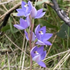 Thelymitra sp. (nuda complex) at Cotter River, ACT - 14 Dec 2021