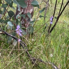 Thelymitra sp. (nuda complex) at Cotter River, ACT - suppressed