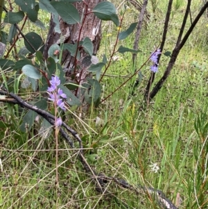 Thelymitra sp. (nuda complex) at Cotter River, ACT - 14 Dec 2021