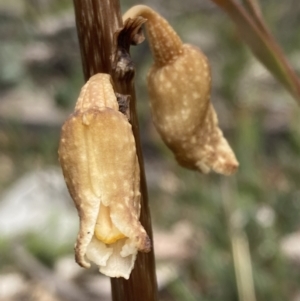 Gastrodia procera at Paddys River, ACT - suppressed