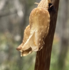 Gastrodia procera at Paddys River, ACT - suppressed