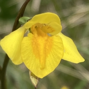 Diuris monticola at Paddys River, ACT - 14 Dec 2021