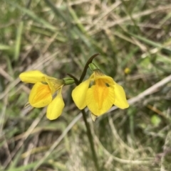 Diuris monticola at Paddys River, ACT - 14 Dec 2021