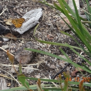 Heteronympha merope at Tennent, ACT - 14 Dec 2021