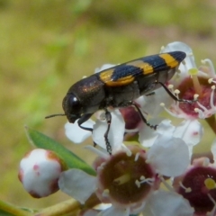 Castiarina inconspicua (A jewel beetle) at Boro - 14 Dec 2021 by Paul4K