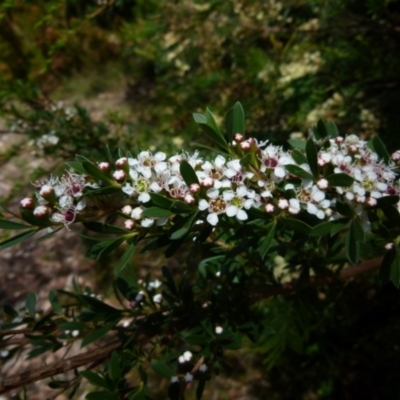 Kunzea ericoides (Burgan) at Boro, NSW - 14 Dec 2021 by Paul4K