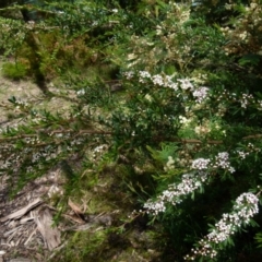 Kunzea ericoides at Boro, NSW - 14 Dec 2021