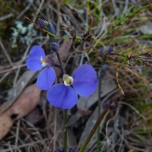 Comesperma sphaerocarpum at Boro, NSW - suppressed