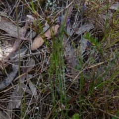 Comesperma sphaerocarpum at Boro, NSW - suppressed