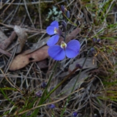 Comesperma sphaerocarpum at Boro, NSW - suppressed