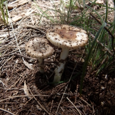 Unverified Cap on a stem; gills below cap [mushrooms or mushroom-like] at  - suppressed by Paul4K
