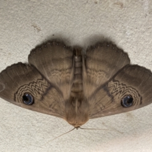 Dasypodia selenophora at Stromlo, ACT - 4 Dec 2021 12:58 PM