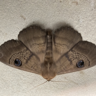 Dasypodia selenophora (Southern old lady moth) at Stromlo, ACT - 4 Dec 2021 by samh6