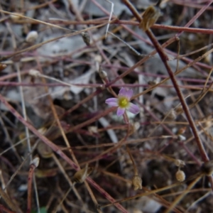 Calandrinia eremaea at suppressed - 14 Dec 2021