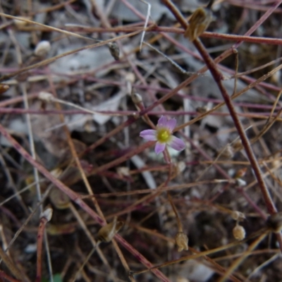 Calandrinia eremaea (Small Purslane) at Boro, NSW - 14 Dec 2021 by Paul4K