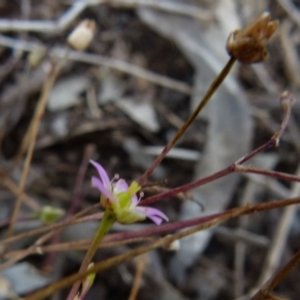 Calandrinia eremaea at suppressed - 14 Dec 2021