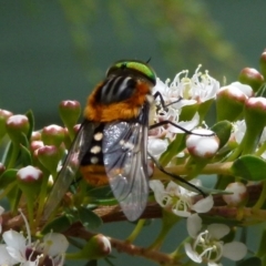 Scaptia (Scaptia) auriflua at Boro, NSW - suppressed