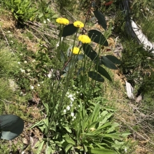 Craspedia aurantia var. jamesii at Cotter River, ACT - suppressed