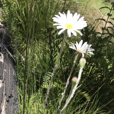 Celmisia sp. (Snow Daisy) at Cotter River, ACT - 13 Dec 2021 by BrianH