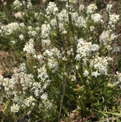 Stackhousia monogyna (Creamy Candles) at Cotter River, ACT - 13 Dec 2021 by BrianH