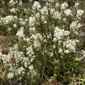 Stackhousia monogyna at Cotter River, ACT - 13 Dec 2021 01:48 PM