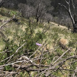 Brachyscome spathulata at Cotter River, ACT - 13 Dec 2021